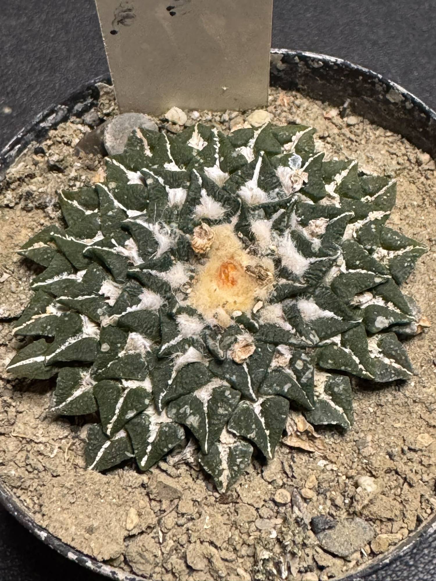 Ariocarpus kotschoubeyanus macdowellii: platte, donkergroene cactus met driehoekige knobbels en witte wol, in een zwarte pot