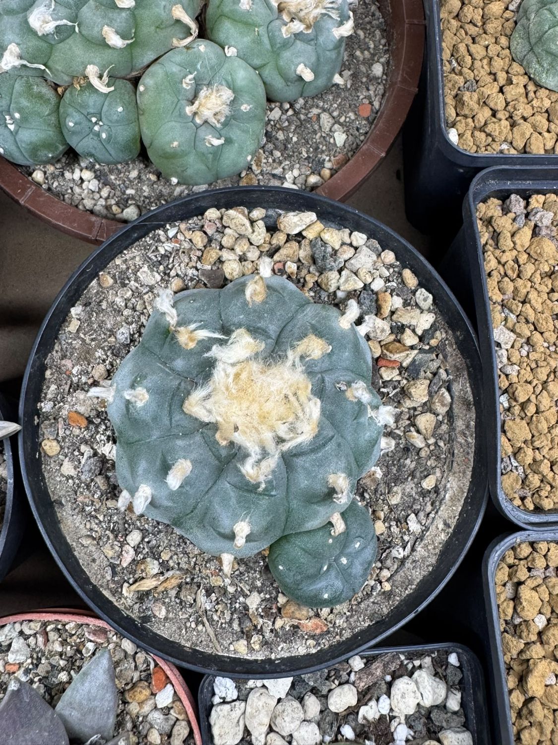 Lophophora: blauwgroene, ronde cactus zonder stekels met witte wolplukjes, in een zwarte pot